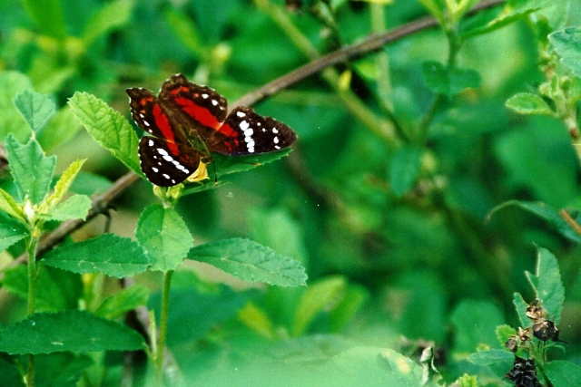 los-rios_03.jpg